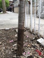 Prunus