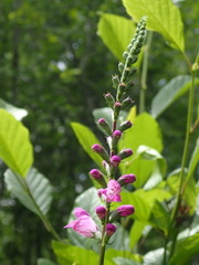 Physostegia pulchella