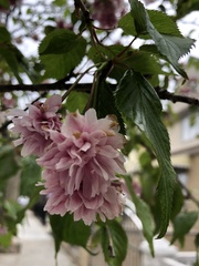 Prunus