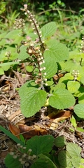 Scutellaria indica
