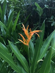 Heliconia psittacorum