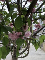 Prunus