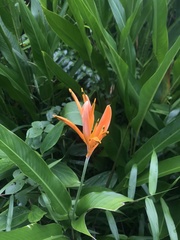 Heliconia psittacorum