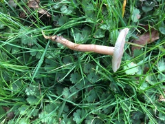 Calocybe carnea