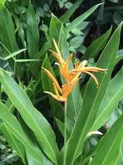 Heliconia psittacorum