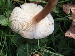 Calocybe carnea