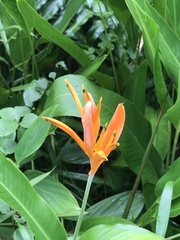 Heliconia psittacorum