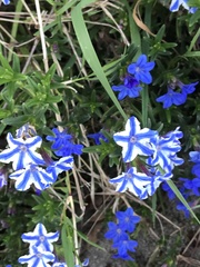 Lithodora