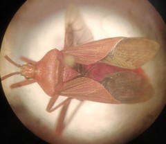 Athaumastus haematicus