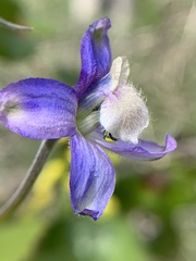 Delphinium sutherlandii