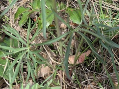 Delphinium sutherlandii