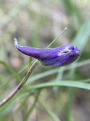 Delphinium sutherlandii