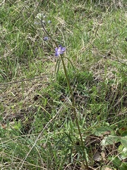 Delphinium sutherlandii