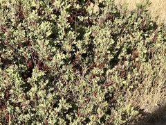 Arctostaphylos pringlei