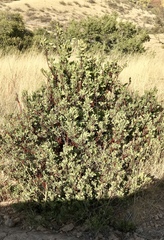 Arctostaphylos pringlei