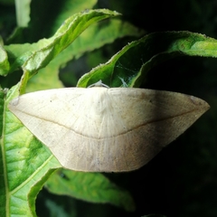Acantholipini