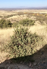 Arctostaphylos pringlei