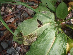 Pegomya bicolor
