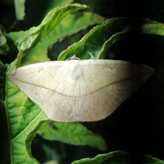 Acantholipini