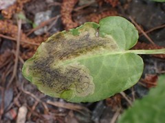 Pegomya bicolor