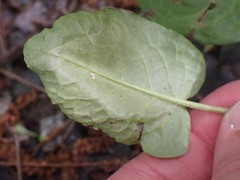 Pegomya bicolor