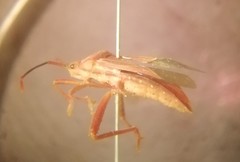 Athaumastus haematicus