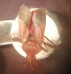 Athaumastus haematicus