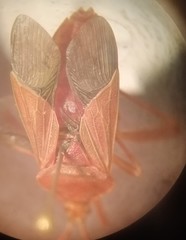 Athaumastus haematicus