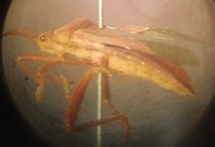 Athaumastus haematicus