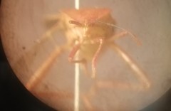 Athaumastus haematicus