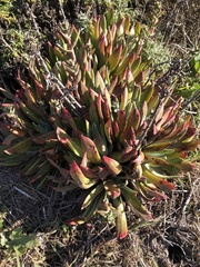 Dudleya caespitosa