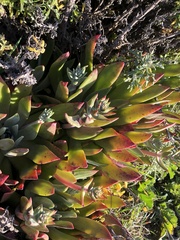 Dudleya caespitosa