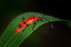 Chauliognathus militaris