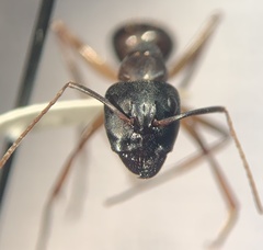 Camponotus vicinus