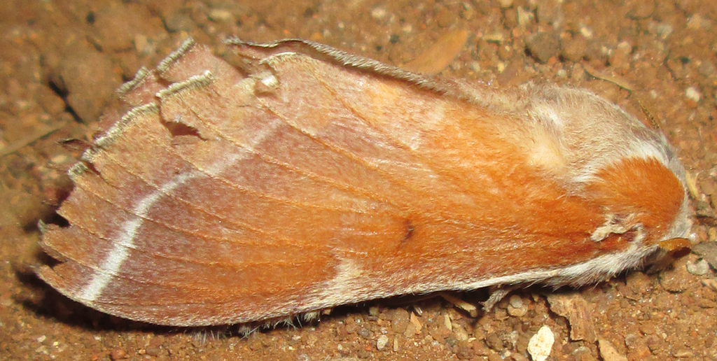 Streblote polydora