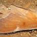 Streblote polydora - Photo no hay derechos reservados, subido por Botswanabugs