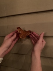 Callosamia angulifera