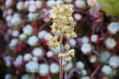 Heuchera pilosissima