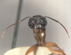 Camponotus vicinus