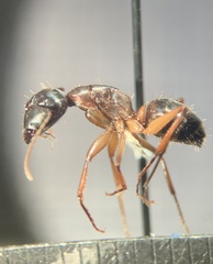 Camponotus vicinus