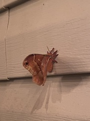 Callosamia angulifera