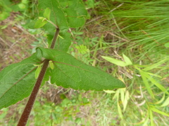 Eupatorium pilosum