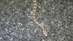 Trimorphodon lyrophanes