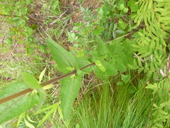Eupatorium pilosum