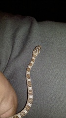 Trimorphodon lyrophanes