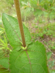 Eupatorium pilosum