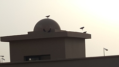 Acridotheres tristis