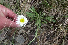Brachyscome diversifolia