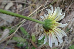 Brachyscome diversifolia