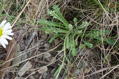 Brachyscome diversifolia